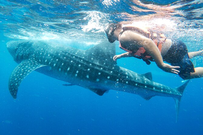 Whale Shark Adventure in Isla Mujeres and Cancun - Physical Requirements and Safety Tips