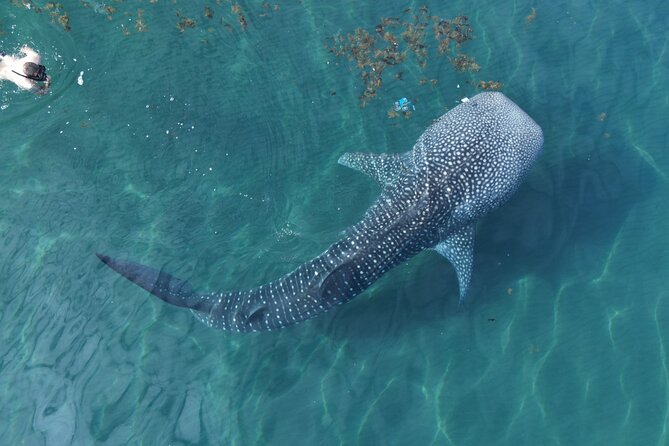 Whale Shark Adventure with a Marine Biologist - Discover the Unique Whale Shark Adventure with a Marine Biologist in La Paz