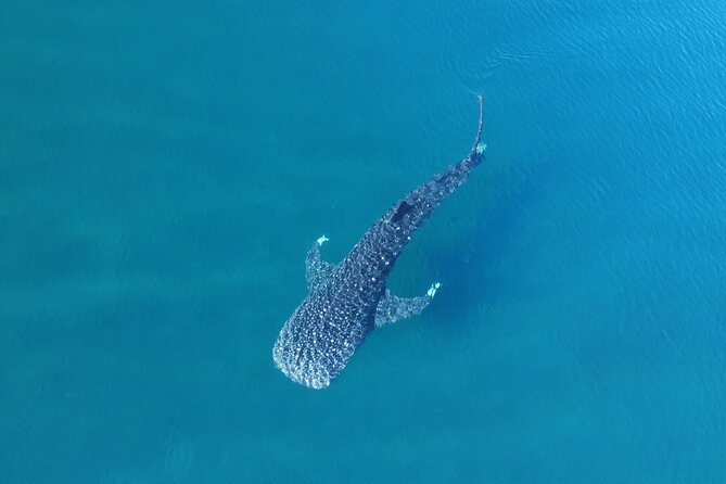 Whale Shark Adventure with a Marine Biologist - Key Points