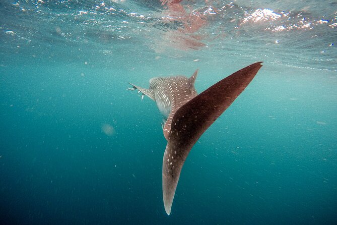 Whale Shark Adventure with a Marine Biologist - Physical Fitness and Accessibility Considerations