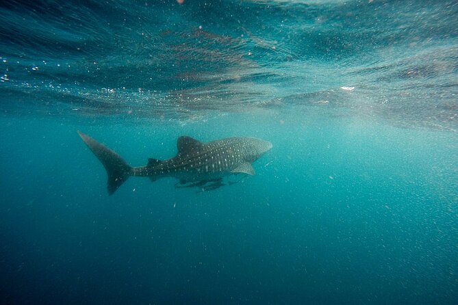 Whale Shark Adventure with a Marine Biologist - The Small-Group Advantage and Personal Experience