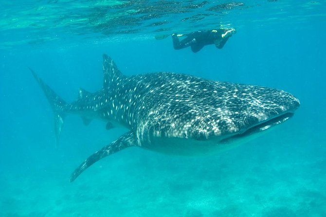 Whale Shark and Snorkeling Adventure from Isla Holbox - Starting at the Heart of Isla Holbox