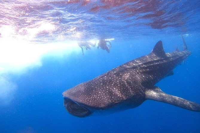 Whale Shark and Snorkeling Adventure from Isla Holbox - Cost-Effectiveness and Value for Money