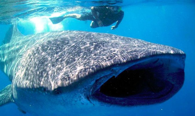 Whale Shark Encounter Experience in Cancun (Snack Lunch included) - The Guides and Learning Opportunities
