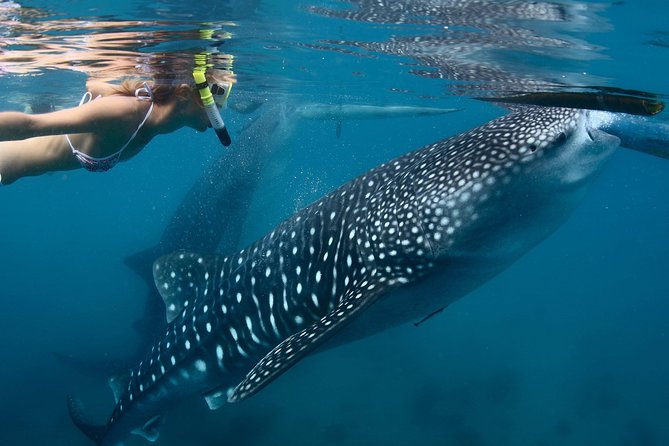 Whale Shark Encounter Experience in Cancun (Snack Lunch included) - Comparing This Tour with Other Cancun Marine Experiences