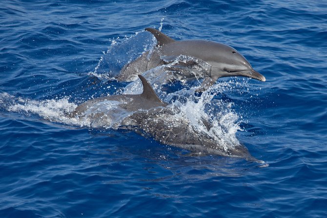 Whale Shark Encounter Full-Day all inclusive Tour from Riviera Maya - Swimming with Whale Sharks in Open Water