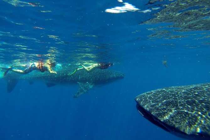 Whale Shark Encounter Full-Day all inclusive Tour from Riviera Maya - Isla Mujeres and Playa Norte Beach Break