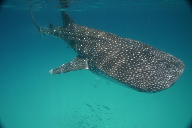 Whale Shark Encounter Full-Day all inclusive Tour from Riviera Maya - Important Safety and Access Restrictions