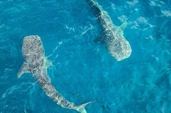 Whale shark Experience in the Caribbean Sea from Playa del Carmen - Important Practicalities and Requirements