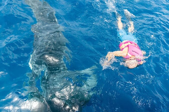Whale shark Experience in the Caribbean Sea from Playa del Carmen - What Sets This Tour Apart in Playa del Carmen