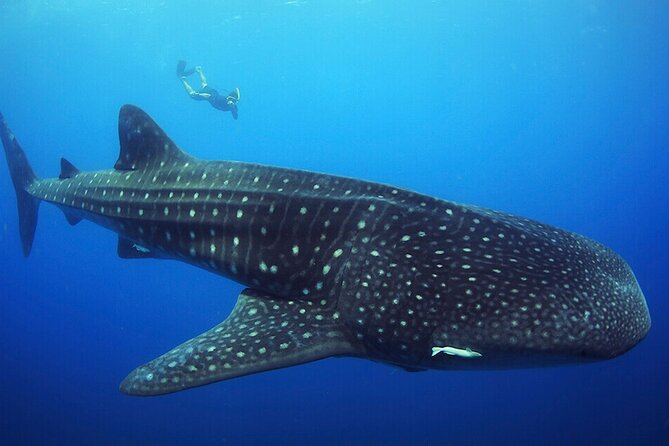 Whale shark Experience in the Caribbean Sea from Playa del Carmen - Limitations and Considerations