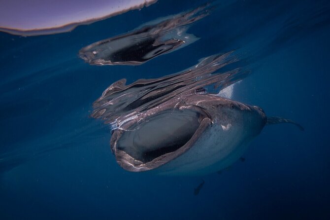 Whale shark Experience in the Caribbean Sea from Playa del Carmen - Final Thoughts on the Whale Shark Experience