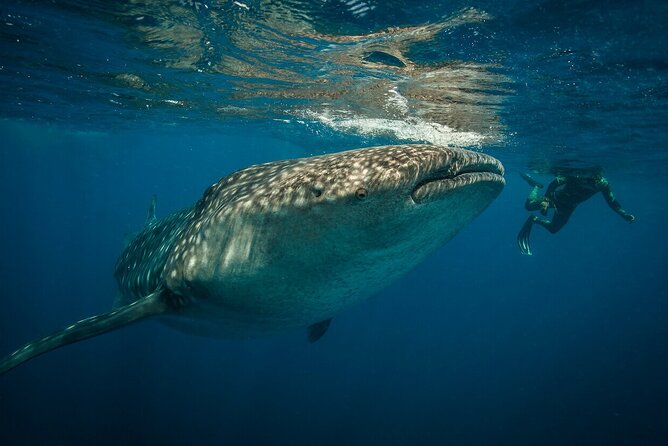 Whale shark Experience in the Caribbean Sea from Playa del Carmen - Frequently Asked Questions