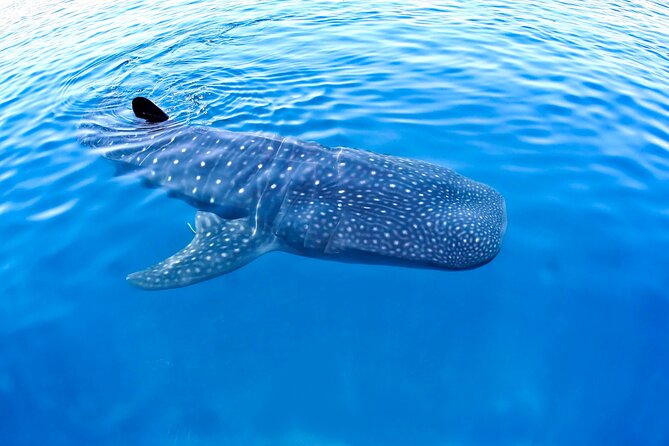 Whale Shark Experience Lifetime Memory in Cancun (snack included) - Discover the Unique Opportunity to Swim with Whale Sharks in Cancun