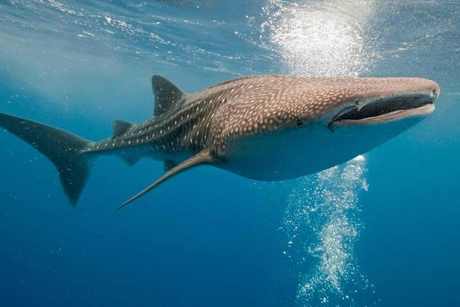 Whale Shark Experience Lifetime Memory in Cancun (snack included) - Practical Details: Equipment, Safety, and Port Taxes
