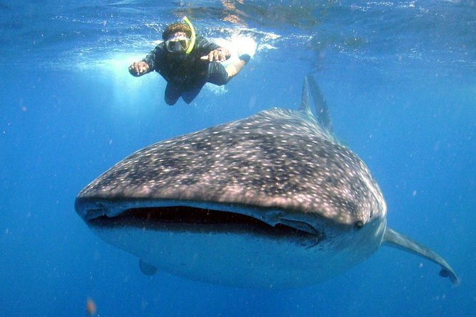 Whale Shark Experience Lifetime Memory in Cancun (snack included) - The Experience of the Boat Ride and Marine Environment