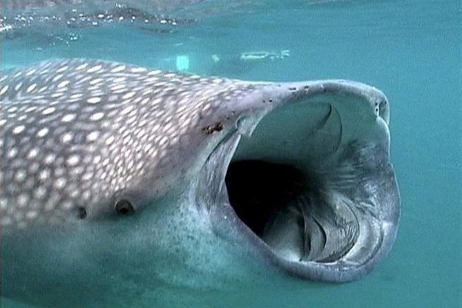 Whale Shark Group Adventure from Isla Holbox - Key Points