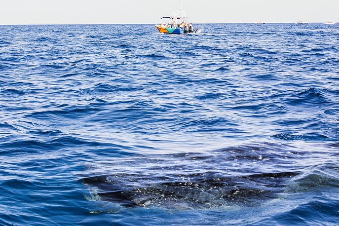 Whale Shark Group Adventure from Isla Holbox - Exploring Cabo Catoche and Reef Snorkeling
