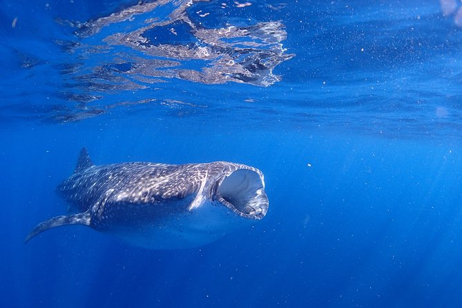 Whale Shark & Manta Ray Snorkel -(May-Sept) Only 10pp per Boat - Isla Mujeres: The Prime Location for Whale Shark Encounters