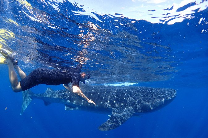 Whale Shark & Manta Ray Snorkel -(May-Sept) Only 10pp per Boat - Swimmers’ Experience: Up Close with Whale Sharks and Manta Rays