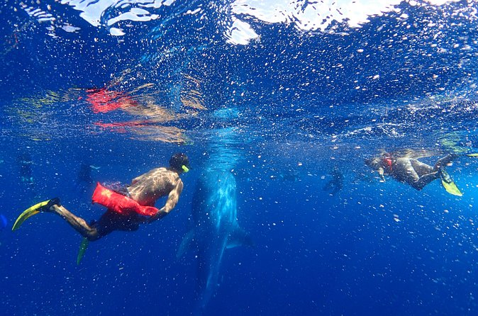 Whale Shark & Manta Ray Snorkel -(May-Sept) Only 10pp per Boat - Physical and Safety Considerations for the Tour
