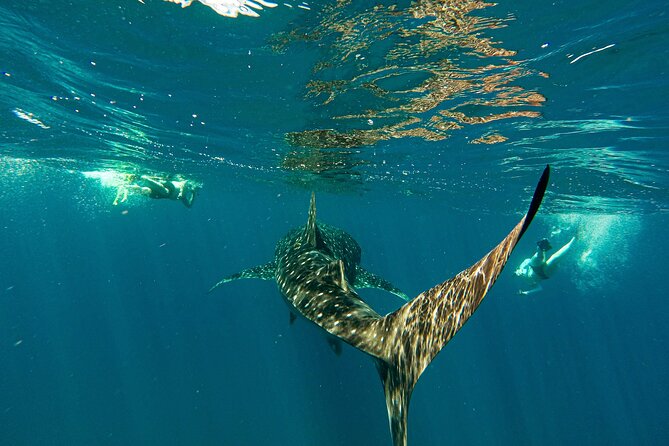 Whale Shark & Sea Lion Snorkeling Picnic at Espiritu Santo Island - Key Points