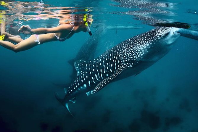 Whale-Shark Snorkeling Excursion to La Paz - Exciting Whale-Shark Snorkeling Adventure from Cabo San Lucas for Marine Enthusiasts