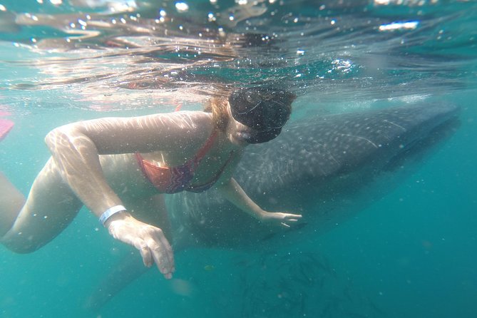 Whale-Shark Snorkeling Excursion to La Paz - What Makes the Whale Shark Habitat Unique?