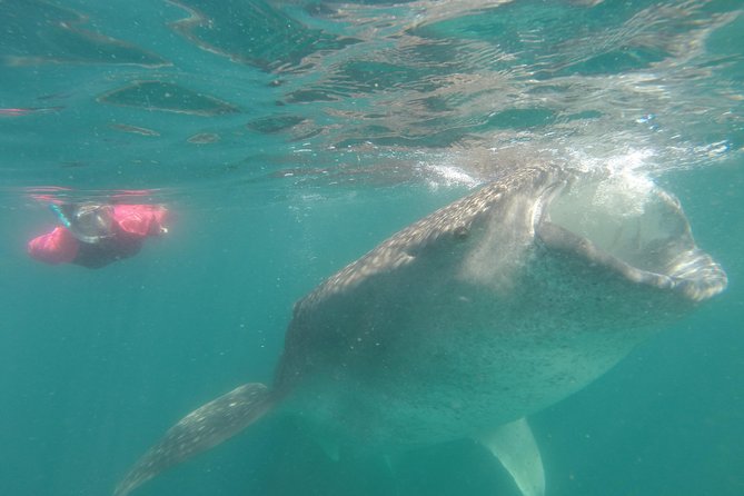 Whale-Shark Snorkeling Excursion to La Paz - The Lunch and Snacks on Return to Shore