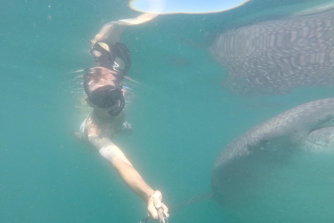 Whale-Shark Snorkeling Excursion to La Paz - What’s Included in the Tour Package