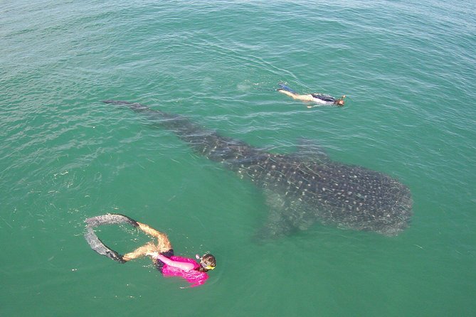 Whale-Shark Snorkeling Excursion to La Paz - Important Details and Considerations