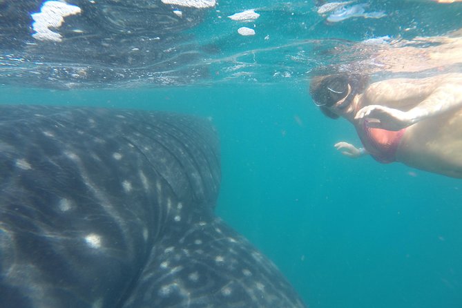 Whale-Shark Snorkeling Excursion to La Paz - Why This Tour Stands Out in Cabo San Lucas