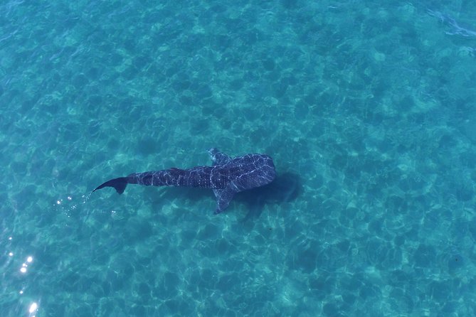 Whale Shark snorkeling tour in a reduced group with local marine biologist - How the Tour Starts at La Paz: Convenient Meeting Point and Small Group Size