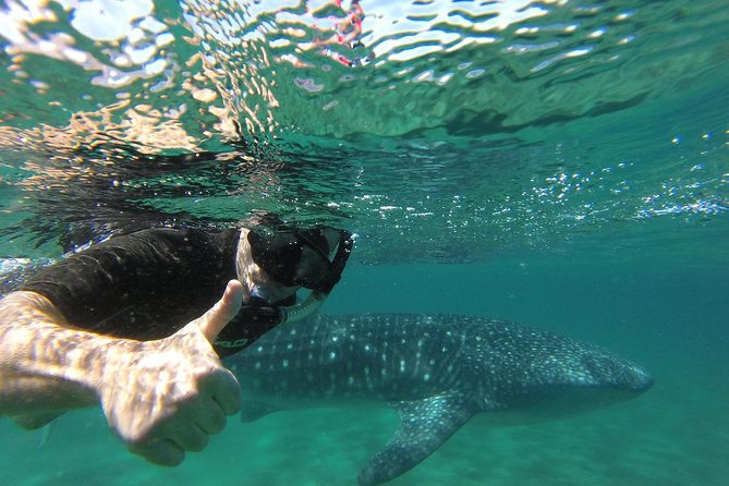Whale Shark snorkeling tour in a reduced group with local marine biologist - The Importance of Safety and Regulations