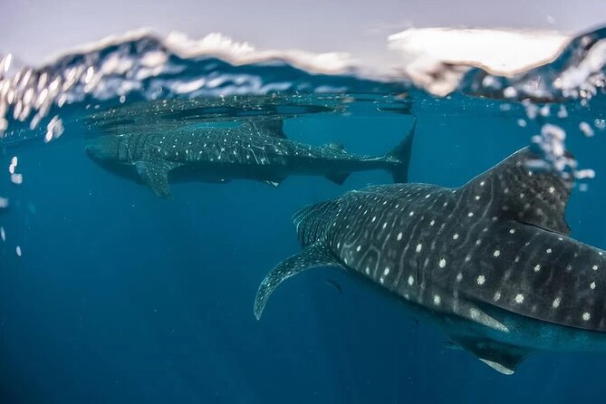 Whale Shark Snorkeling Tour in La Paz - La Paz as the Starting Point for Whale Shark Encounters