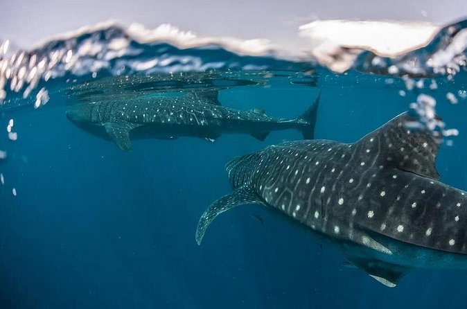 Whale Shark Snorkeling Tour in La Paz - The Experience of Certified Guides and Responsible Interaction