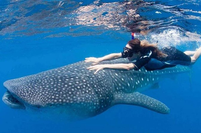 Whale Shark Snorkeling Tour in La Paz - Cost and Value for Money