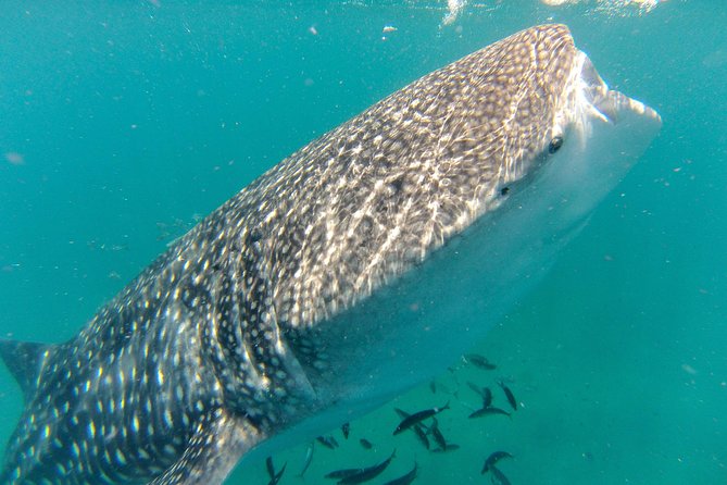Whale Shark Swim Adventure in La Paz - Key Points