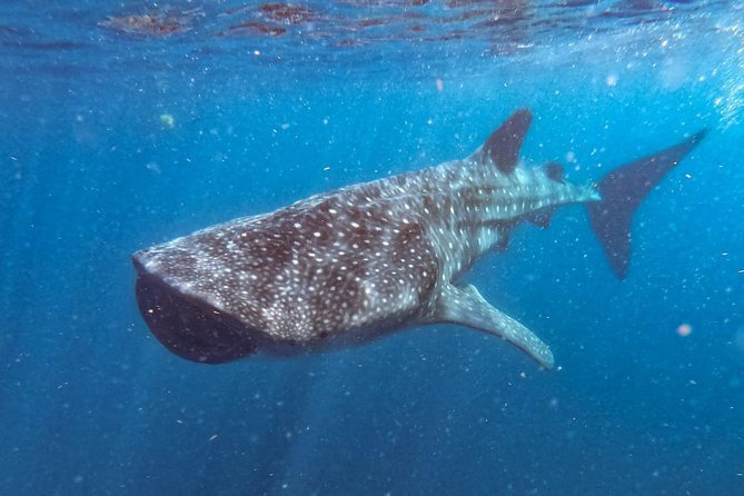 Whale Shark Swim Adventure SMALL GROUP from Cancun - Highlights of the Whale Shark Encounter