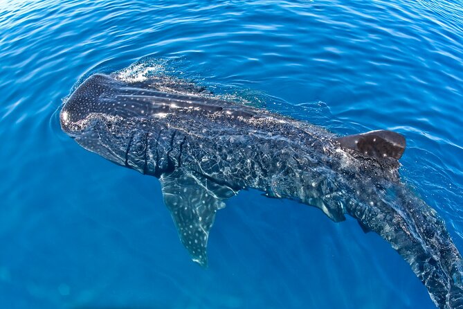 Whale Shark Swim Adventure SMALL GROUP from Cancun - Logistics and Practical Details