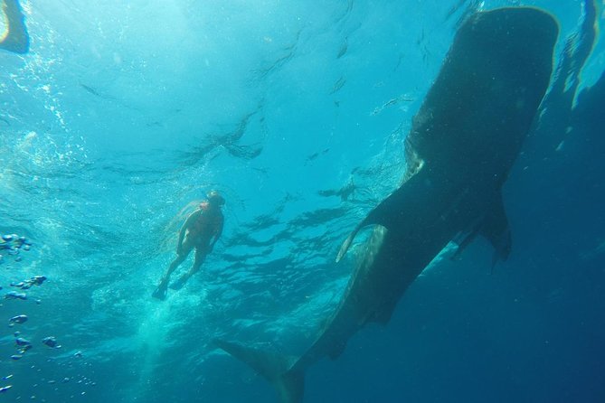 Whale Shark Swim Adventure SMALL GROUP from Cancun - Considerations for Participants
