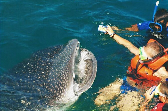 Whale Shark Swim Adventure SMALL GROUP from Cancun - Who Will Love This Tour?