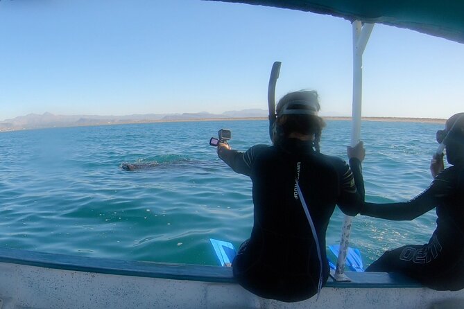 Whale Shark Swimming Adventure: Small Group with Marine Biologist - An Up-C Close Encounter with the Largest Fish on Earth in La Paz