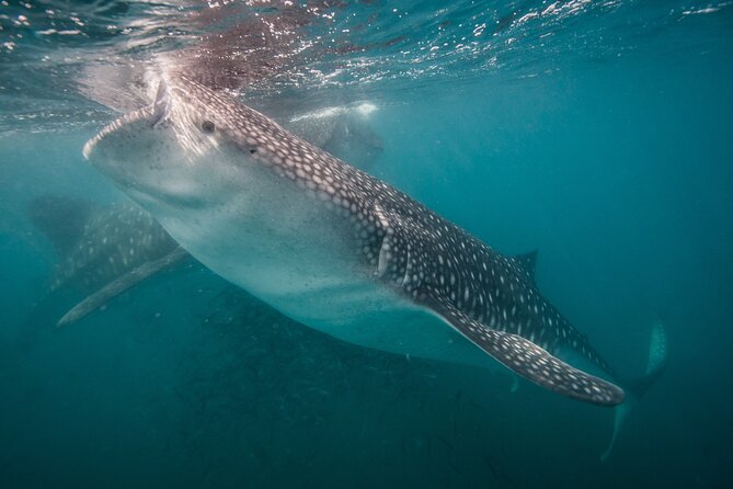 Whale Shark Swimming Adventure: Small Group with Marine Biologist - Key Points