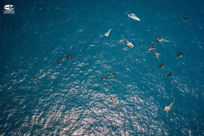 Whale Shark Swimming and Isla Mujeres Beach Tour - The Marine Wildlife Encounters and Guide Expertise