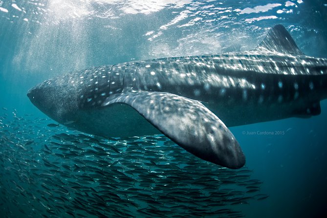 Whale Shark Swimming and Isla Mujeres Beach Tour - The Pros and Cons Based on Feedback