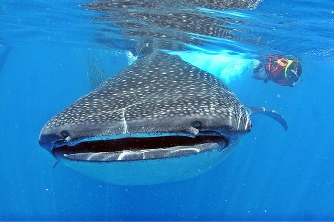 Whale Shark Tour from Cancun, Playa del Carmen, Tulum and Riviera Maya - Swimming with Whale Sharks: What to Expect