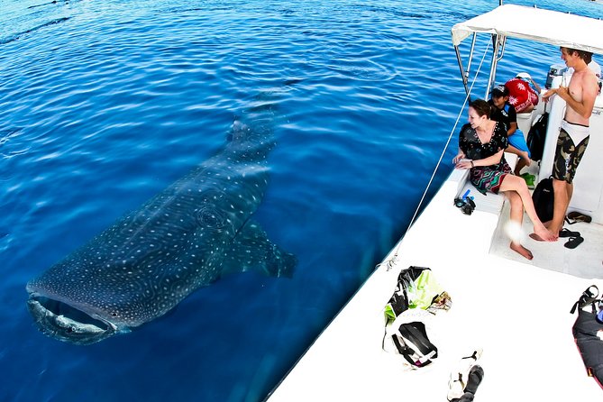 Whale Shark Tour from Cancun, Playa del Carmen, Tulum and Riviera Maya - The Crew and Guide Experience