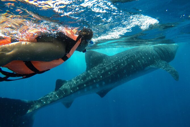 Whale Shark Tour from Holbox Island - Swimming with the Gentle Giants: What to Expect