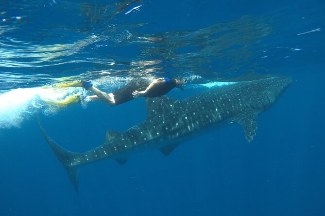 Whale Shark Tour from Holbox Island - Practical Tips and Considerations for Participants